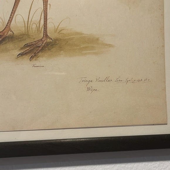 18th CENTURY BIRD RE-STRIKE XVl ✨✨ - Picture 5 of 10